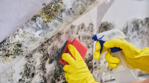 Best Emergency Mold Remediation  in Doffing, TX